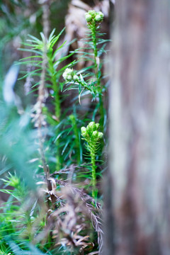 山间松柏植物