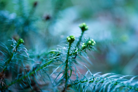 山间松柏植物