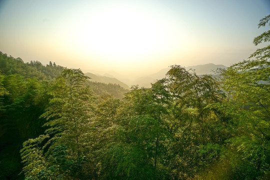 莫干山竹林日出