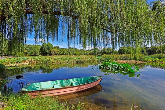 湿地 湿地公园