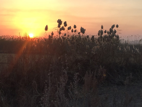 夕阳芦苇