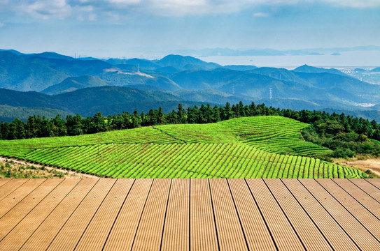 远山 山峰 山脉 茶园