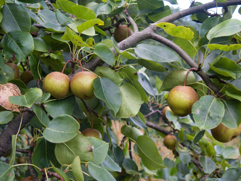 梨子树