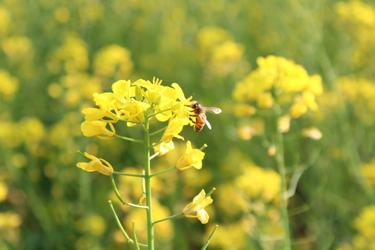 油菜花與蜜蜂