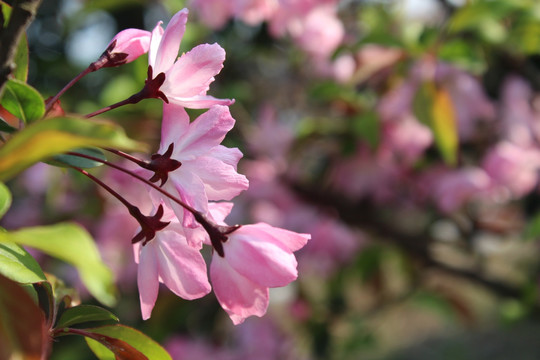 桃花特写