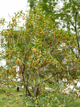 桂花树