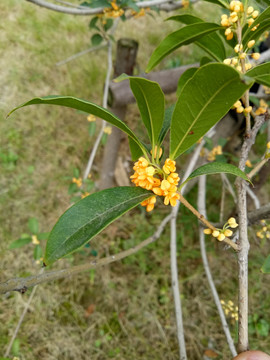 桂花树