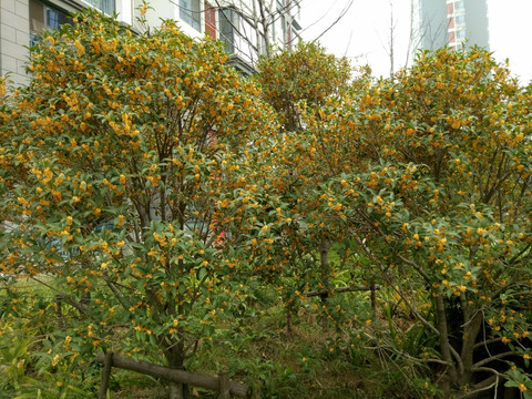 桂花树