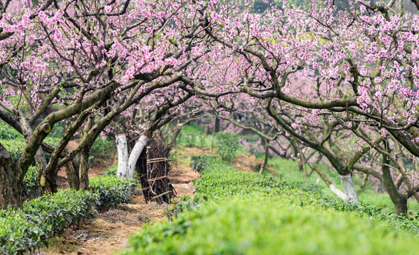 桃花树茶园