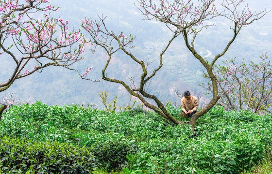 桃花树茶园