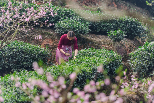 桃花树茶园采茶女