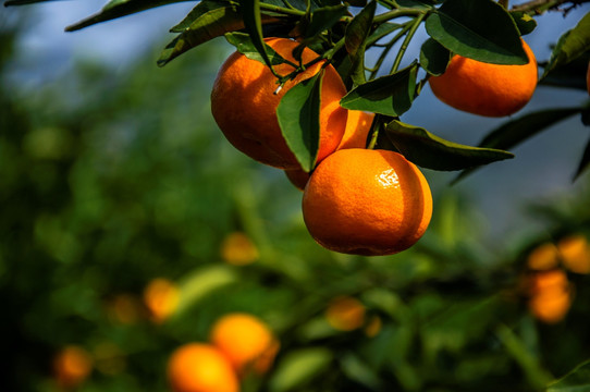柑橘近摄