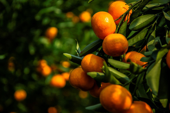 柑橘近摄