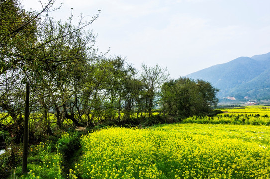 田园风光