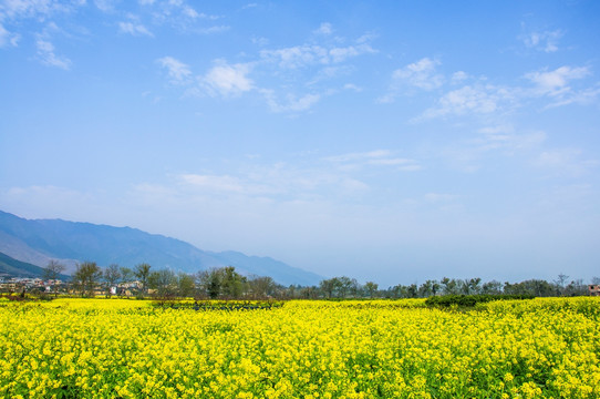 田园风光