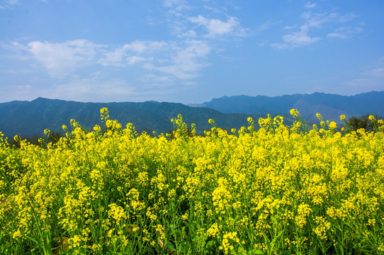 多彩田园