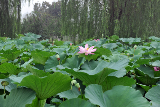 荷花池