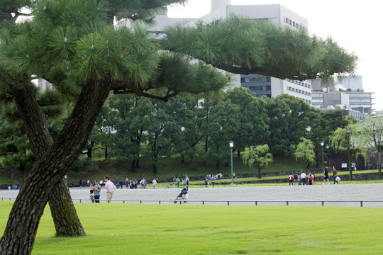 日本皇宫广场松树