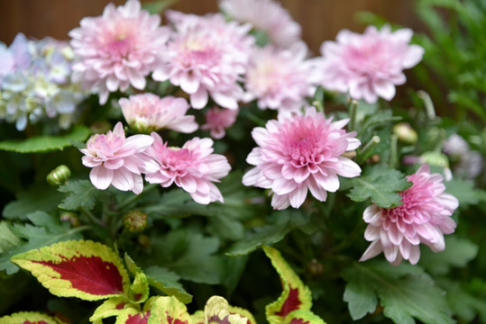 秋菊 高清菊花 菊花背景