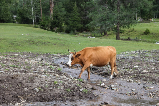 喀纳斯风光 新疆喀纳斯 一头牛