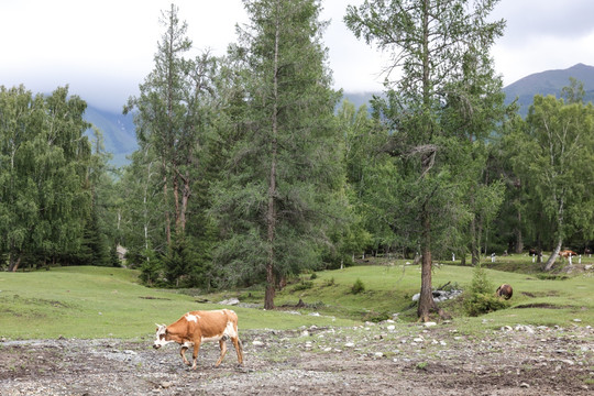 喀纳斯风光 新疆喀纳斯 牛