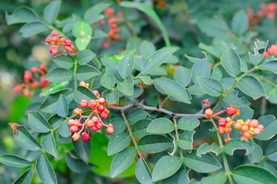 花椒植株