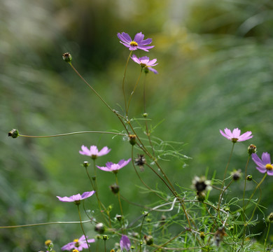 格桑花