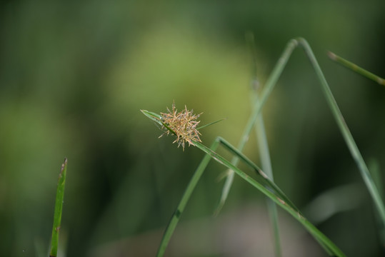 绿色植物花 墙纸