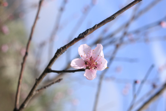 桃花