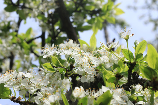 李子花