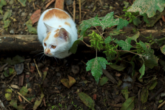 我家的猫咪