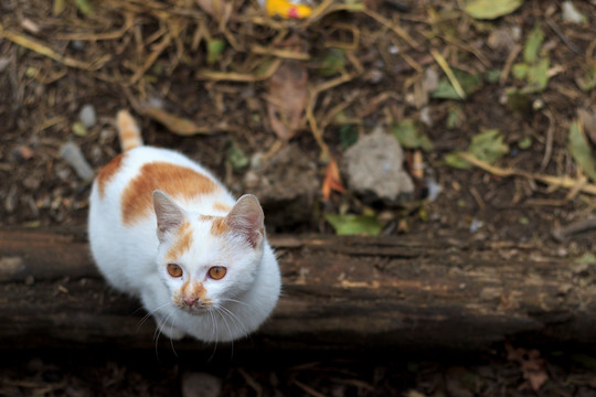 一只猫