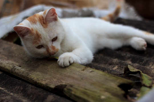 躺着睡觉的猫咪