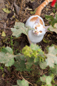 一只特立独行的猫