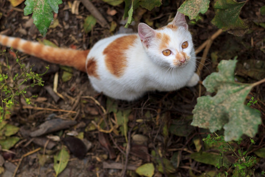 一只特立独行的猫