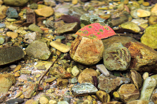 落叶 漂在水面 石头