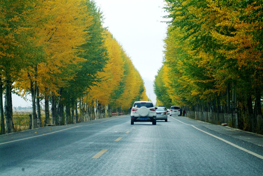 最美国道 秋景 黄叶 227国