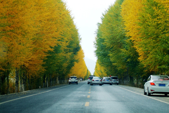 最美国道 秋景 黄叶 227国