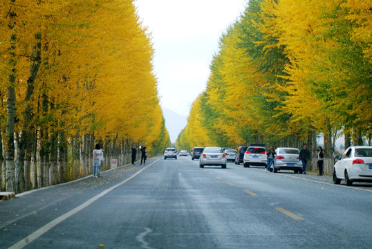 最美国道 秋景 黄叶 227国