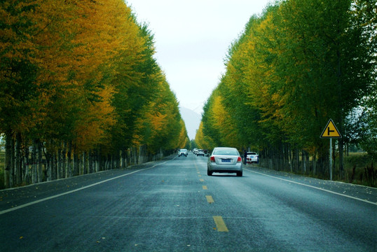 最美国道 秋景 黄叶 227国