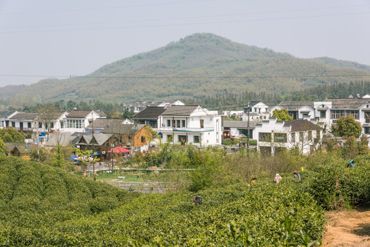 黄龙岘茶林