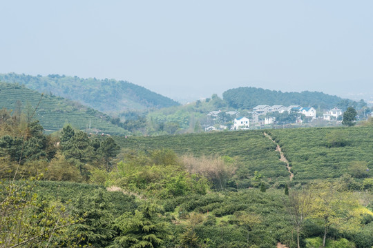 黄龙岘茶林