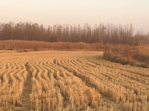 夕阳下的稻田