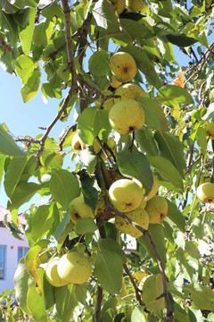 苹果梨树