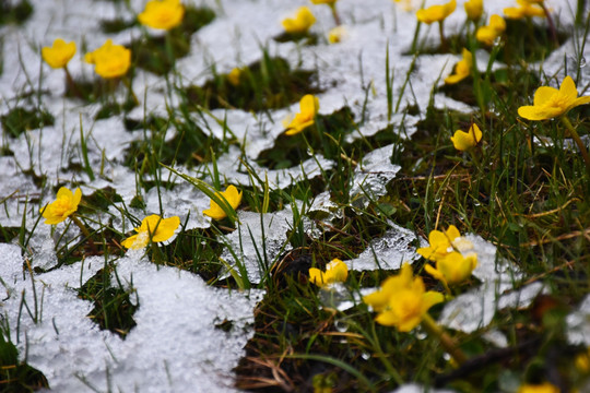 雪地的野花