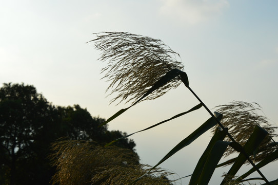 夕阳西的芦苇荡