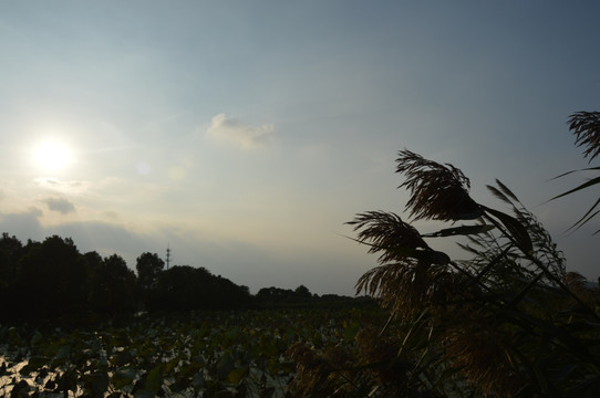 夕阳西的芦苇荡