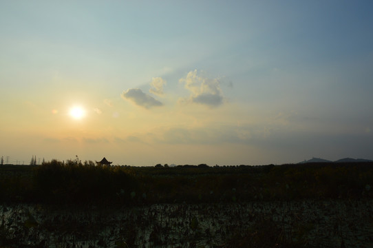 夕阳下的枯荷