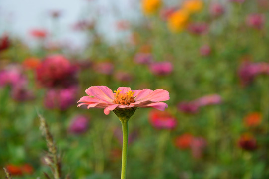 花海