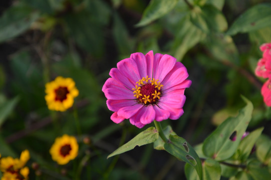 花海